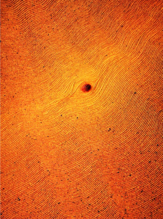 " La terra e il seme."     1992   (tecn. mista su tela cm. 60x80)